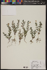 Scutellaria angustifolia image