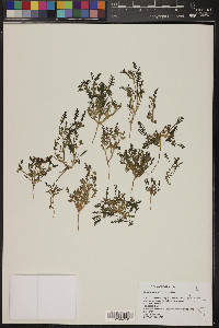 Phacelia ivesiana image