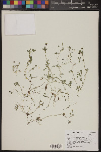 Trifolium variegatum image