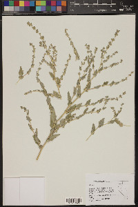 Atriplex rosea image