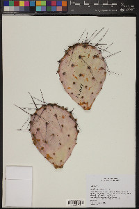 Opuntia macrocentra image