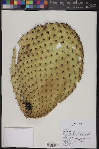 Opuntia leucotricha image