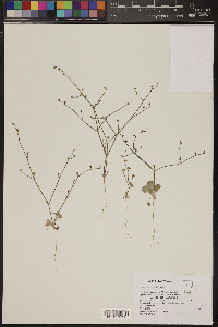 Eriogonum bifurcatum image