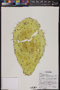 Opuntia ficus-indica image