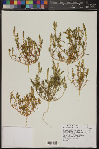 Oligomeris linifolia image