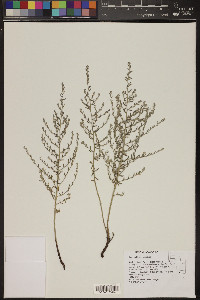 Kochia californica image