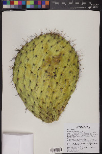 Opuntia robusta image