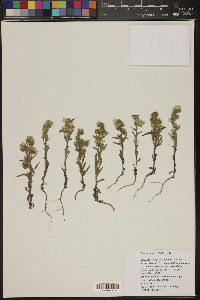 Phacelia linearis image