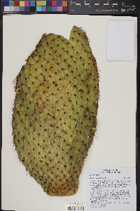 Opuntia leucotricha image