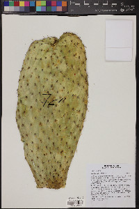 Opuntia leucotricha image