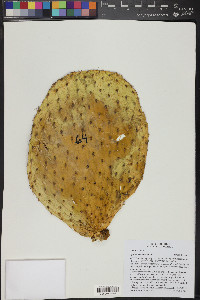 Opuntia leucotricha image