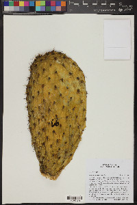 Opuntia leucotricha image