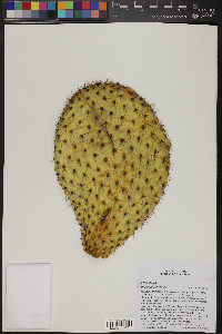 Opuntia leucotricha image