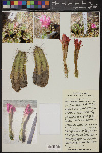 Echinocereus scheeri image