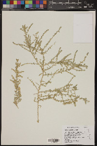 Atriplex polycarpa image