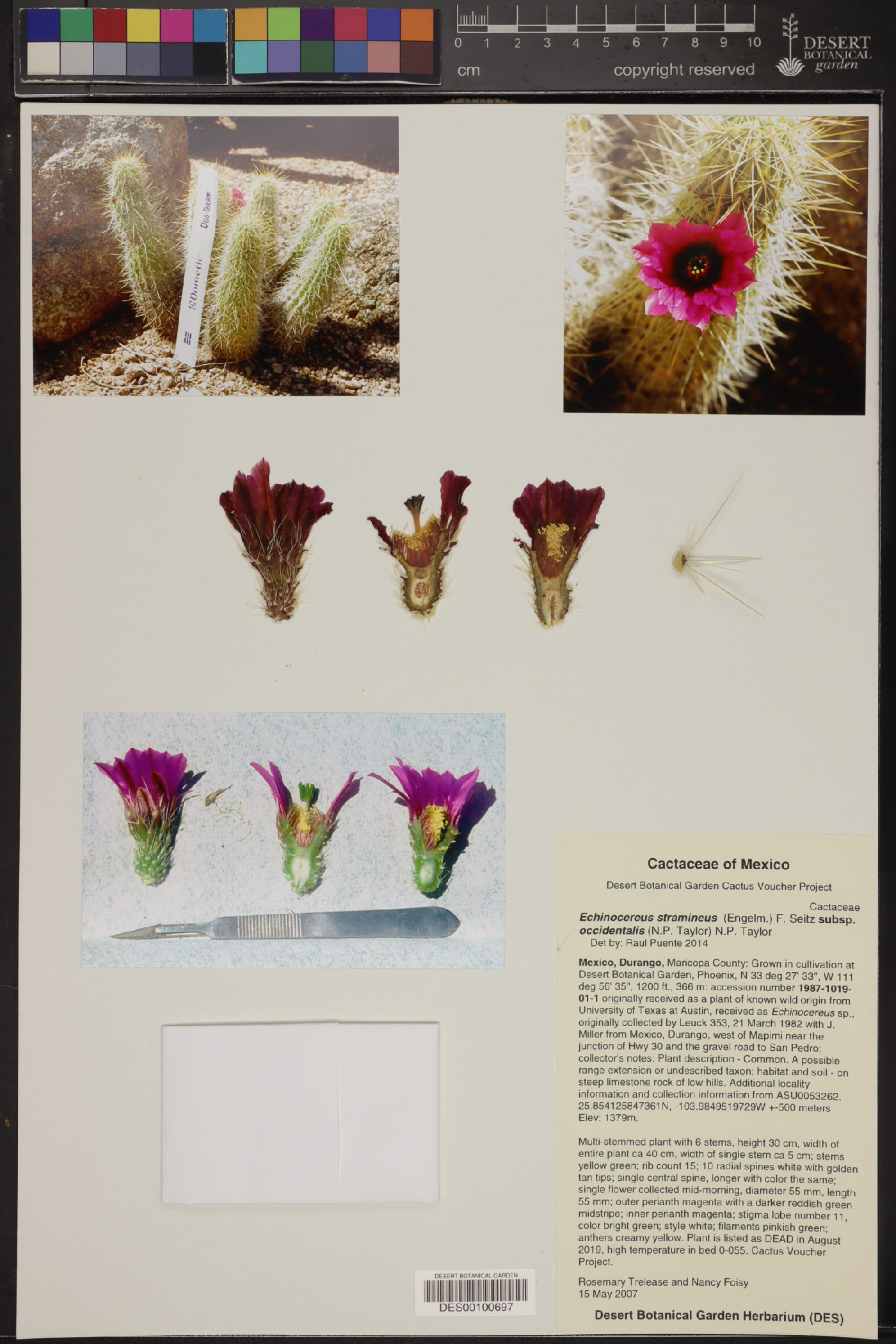 Echinocereus stramineus subsp. occidentalis image