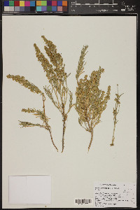 Artemisia cana image