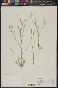 Gilia stellata image