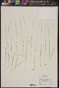 Agrostis humilis image