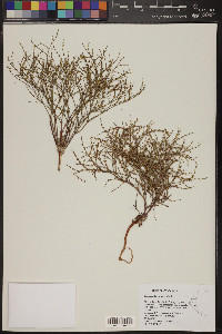 Eriogonum brachyanthum image