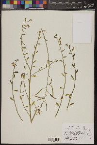 Carsonia sparsifolia image