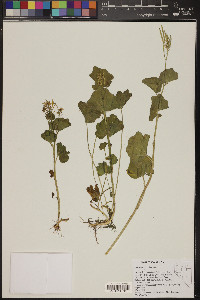 Cardamine cordifolia image