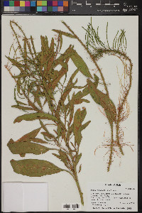 Stanleya pinnata image