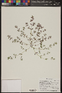 Euphorbia glyptosperma image