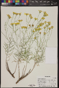 Artemisia bigelovii image