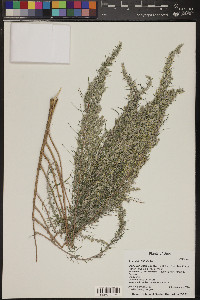 Artemisia filifolia image