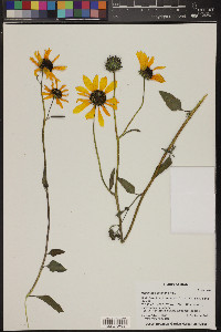 Helianthus petiolaris image