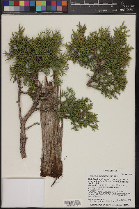 Juniperus osteosperma image