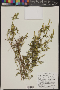 Ambrosia acanthicarpa image