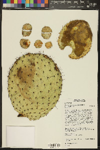 Opuntia durangensis image