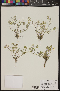 Lepidium montanum image