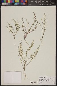 Thysanocarpus curvipes image