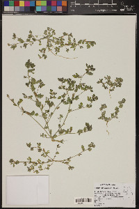 Acmispon brachycarpus image