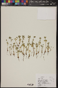 Potentilla rivalis image