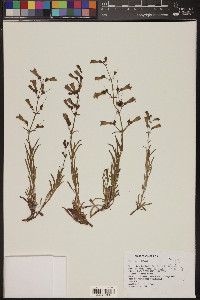 Penstemon roezlii image