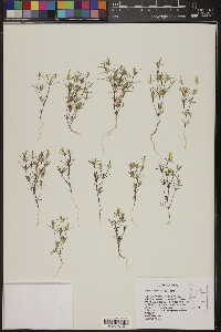 Linanthus jonesii image