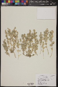 Atriplex argentea var. argentea image