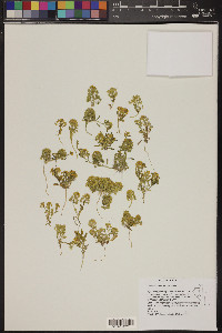 Lepidium flavum image