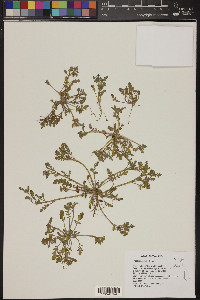 Phacelia inundata image