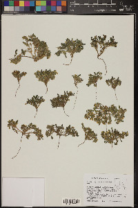 Phacelia lutea image
