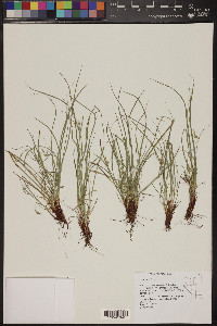 Carex rossii image