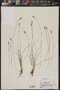 Carex vallicola image