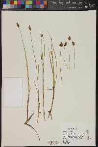 Carex simulata image