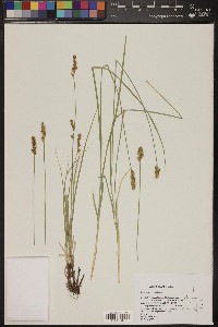 Carex occidentalis image