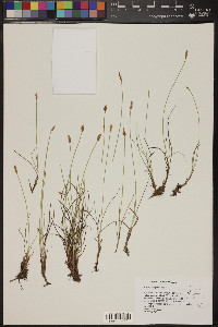 Carex subnigricans image