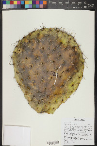 Opuntia streptacantha image